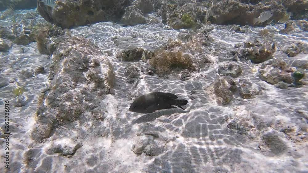Poisson exotiques fond marin Guadeloupe France