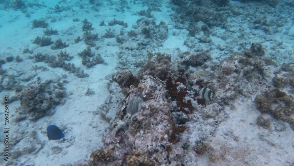 Poisson exotiques fond marin Guadeloupe France