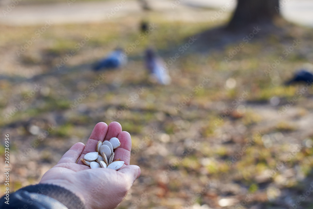 Pumpkin seeds in the hand of a girl for feeding birds, early spring, close-up Pumpkin seeds in the hand of a girl for feeding birds, early spring, close-up