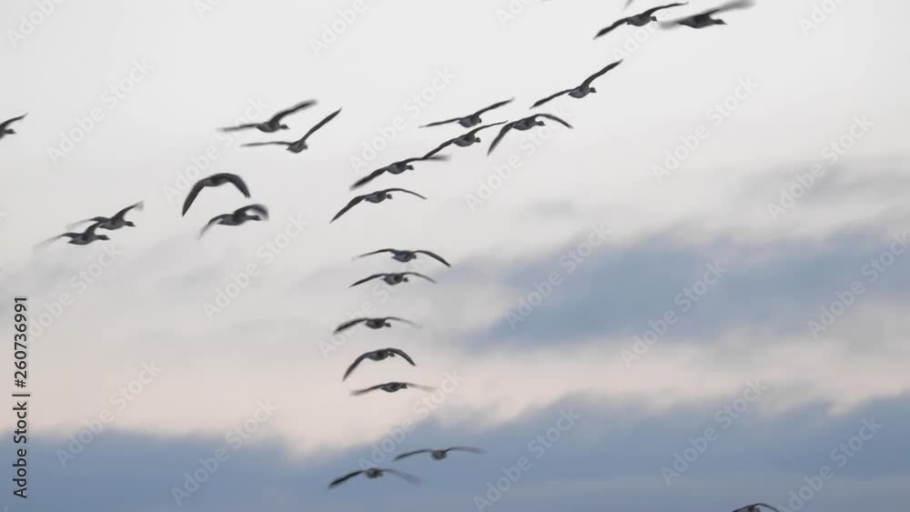 Many Geese Flying