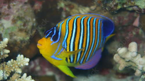  regal angelfish (Pygoplites diacanthus) or royal angelfish swimming in front of the beautiful panorama reef in the Red Sea in Egypt