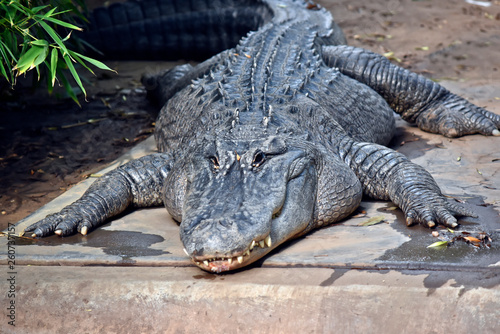 this is a close up of an american alligator