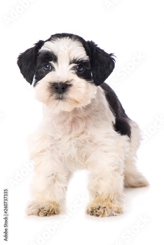 Toy schnauzer dog isolated on white background © DoraZett