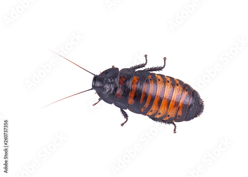 Madagascar hissing Cockroach isolated on white background.