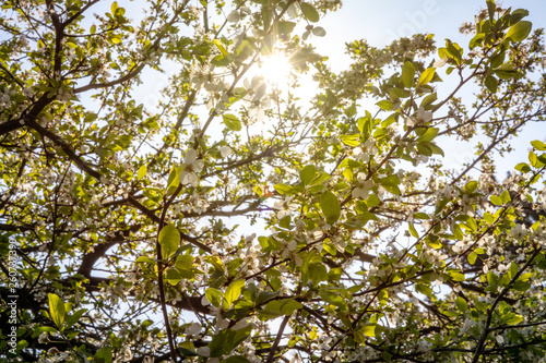 Beautiful tender tree blossom in sunny light  floral background  spring blooming flowers.