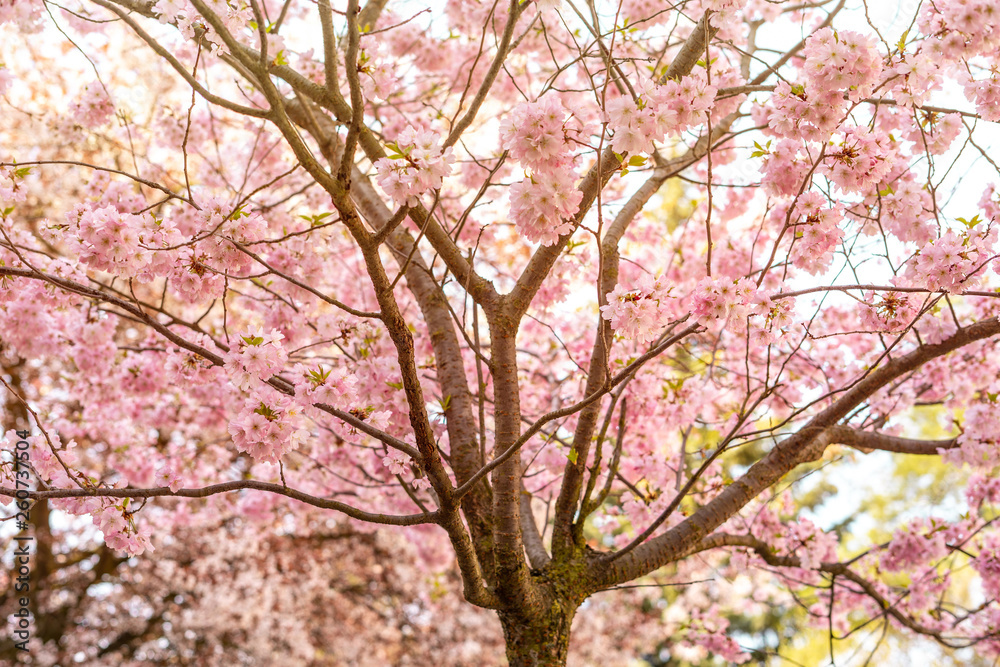 Beautiful tender tree blossom in sun light, floral background, spring blooming flowers Beautiful tender tree blossom in sun light, floral background, spring blooming flowers