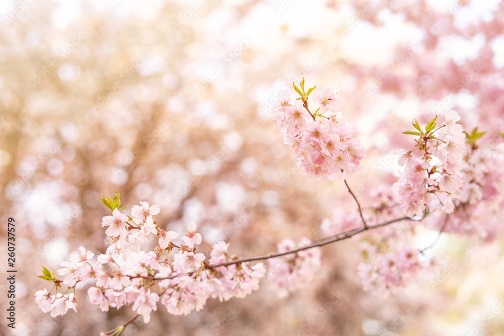 Beautiful tender tree blossom in sun light, floral background, spring blooming flowers Beautiful tender tree blossom in sun light, floral background, spring blooming flowers