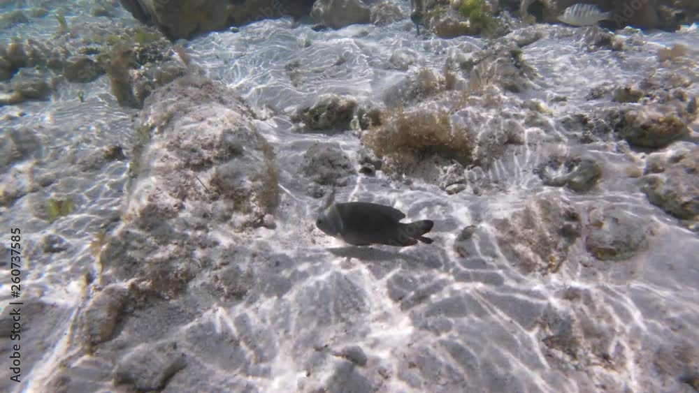 Poisson exotiques fond marin Guadeloupe France