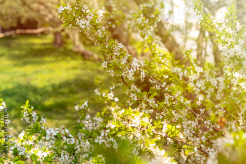 Beautiful tender tree blossom in sunny light, floral background, spring blooming flowers.