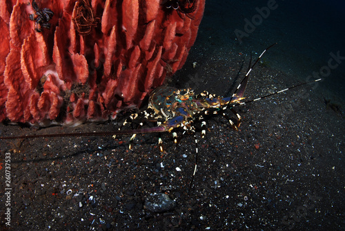 Incredible Underwater World - Ornate Spiny Lobster - Panulirus ornatus (living underneath Xestospongia testudinaria). Diving in Bali. photo