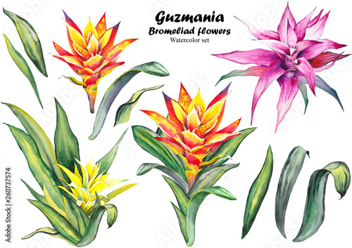 Set of guzmania bromeliad flowers. Watercolor illustration on white background.