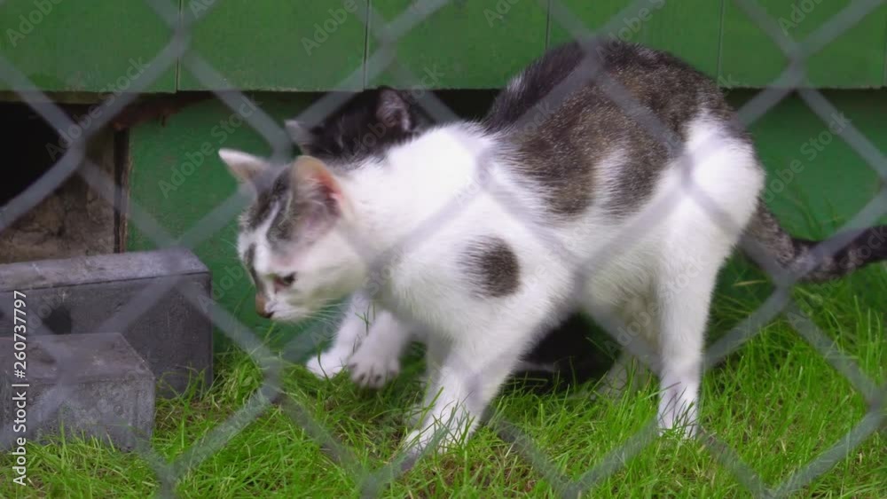 Big and small cat are playing on the lawn in front of the green building. In the view you can see a fence net and green grass. Big and small cat are playing on the lawn in front of the green building. In the view you can see a fence net and green grass.