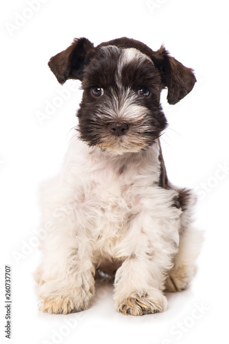 Toy schnauzer dog isolated on white background