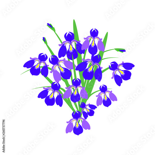 Spring flowers purple irises  bouquet on a white background  close-up