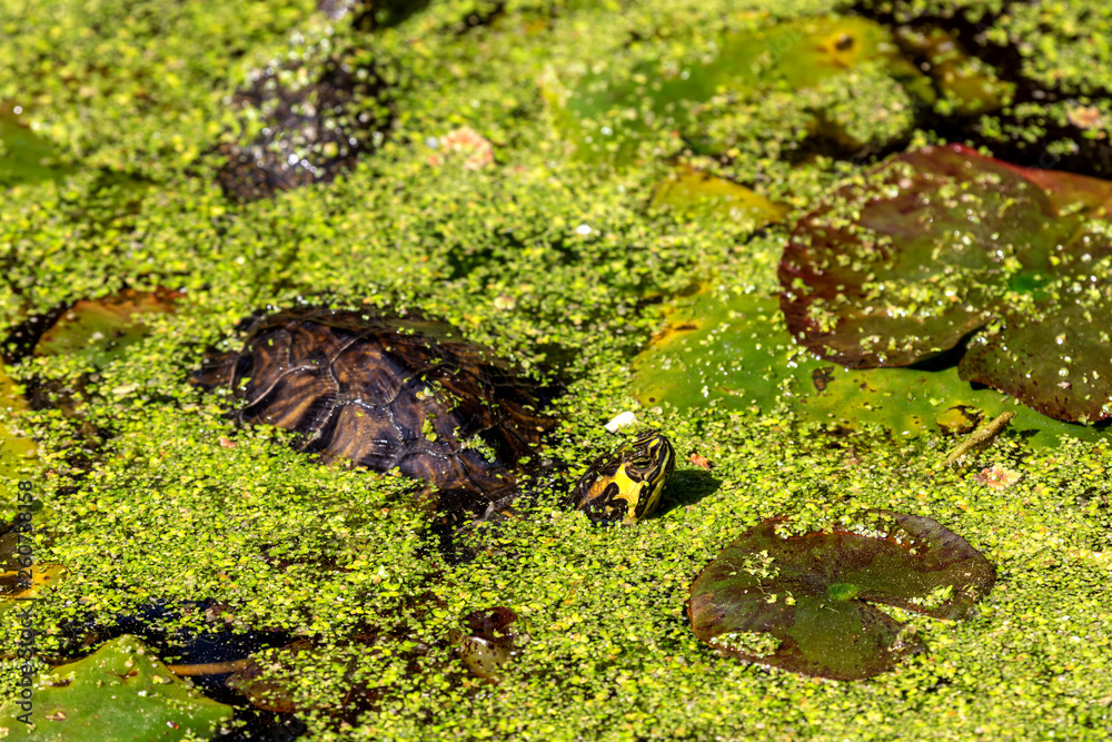 Water turtle (Trachemys scripta scripta) basks in the sun close-up