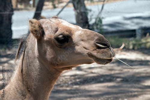 this is a close up of a dromedary camel