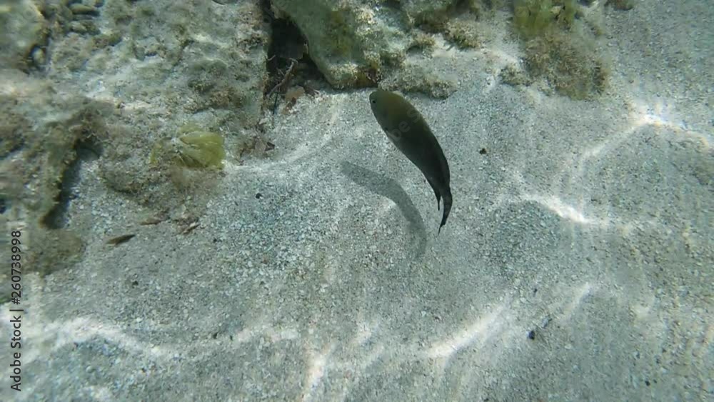 Poisson exotiques fond marin Guadeloupe France