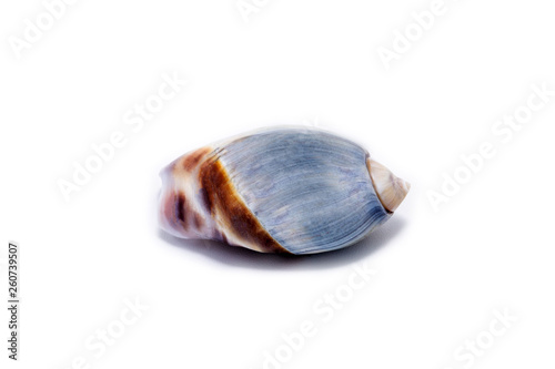 Sea shell isolated on white background.