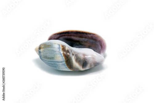 small sea shell of blue and gray tones.