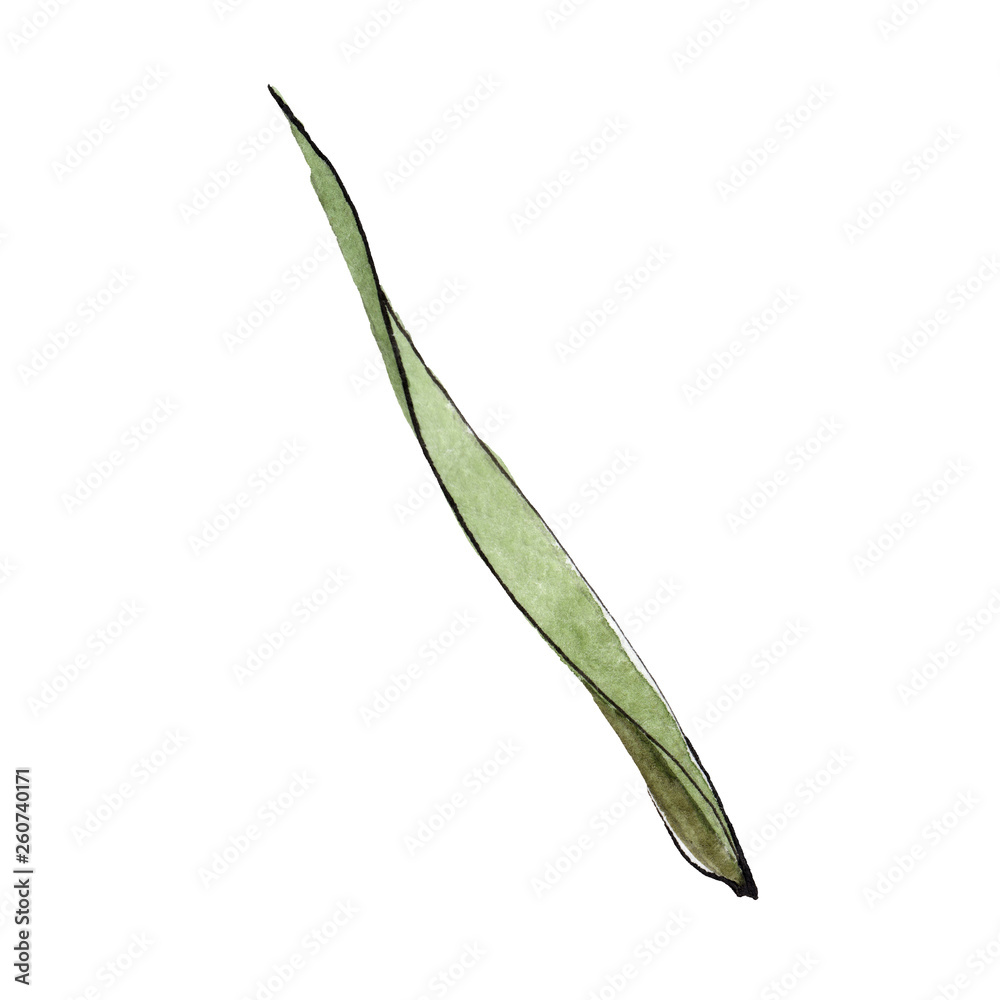 Green blade of grass. Watercolor background illustration set. Isolated wheat illustration element. Green blade of grass. Watercolor background illustration set. Isolated wheat illustration element.