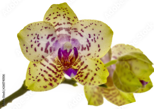Orchidee