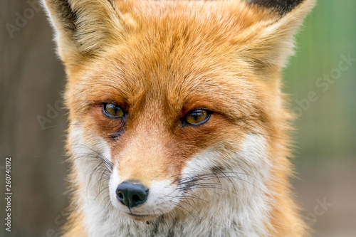  portrait of a wild animal red fox © Vadim Hnidash