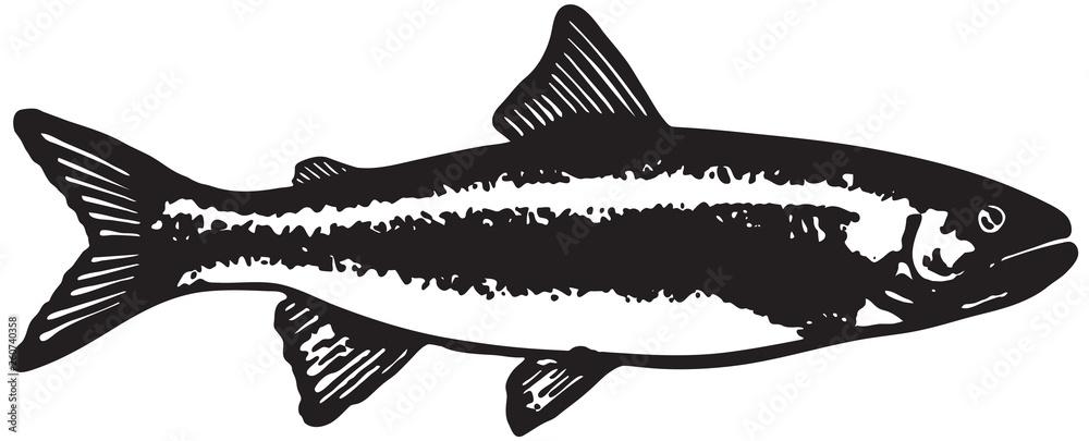 Trout Fish  - Retro Ad Art Illustration