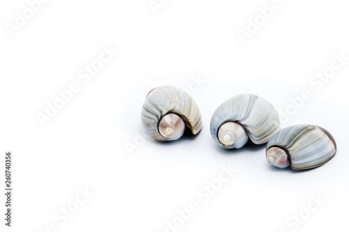 various sea shells on isolated background