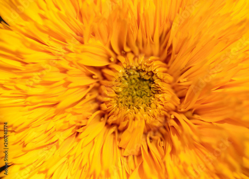 Orange flower on nature as a background