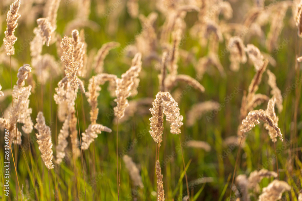Spikes on the grass in nature as a background