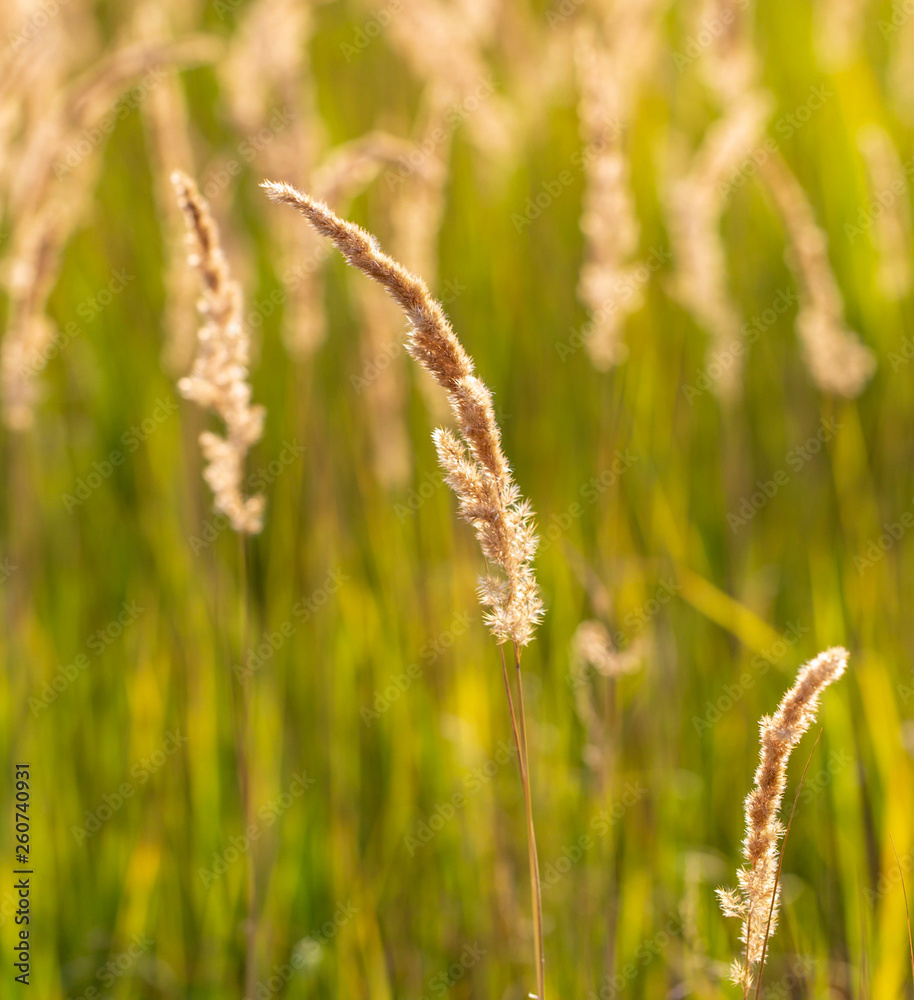 Spikes on the grass in nature as a background Spikes on the grass in nature as a background