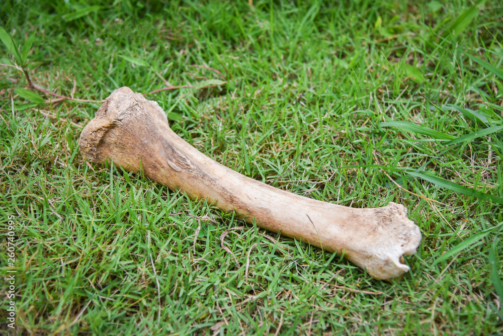Animal bone on green grass meadow for dog