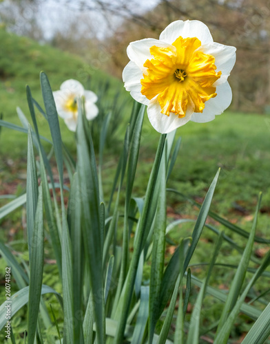 Daffodils with orange centers in parkland