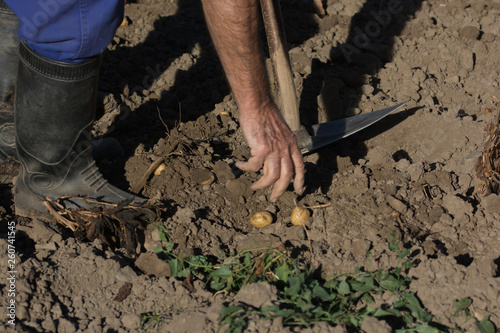 manos de agricultor recogiendo la patata