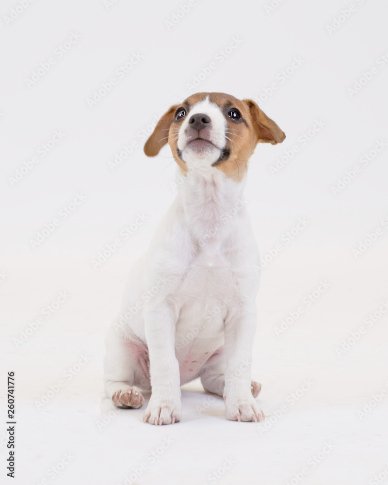 Cute Puppy Cute Puppy