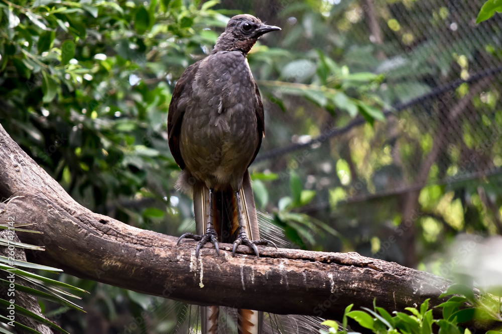 Fototapeta premium a lyre bird on a branch