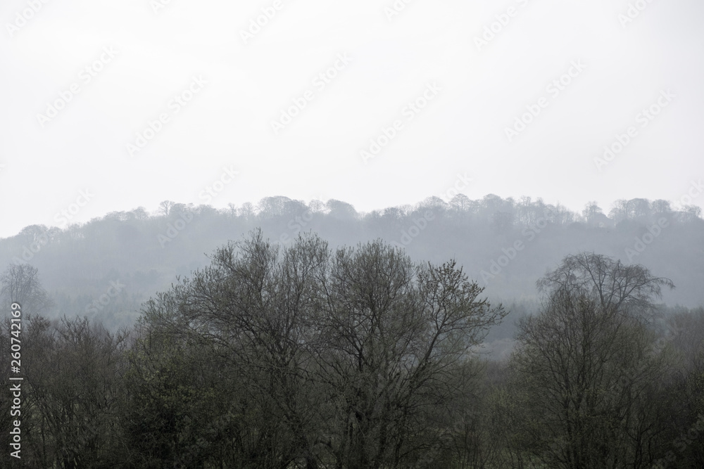 Tree lined horizon and woodland Tree lined horizon and woodland