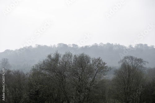 Tree lined horizon and woodland