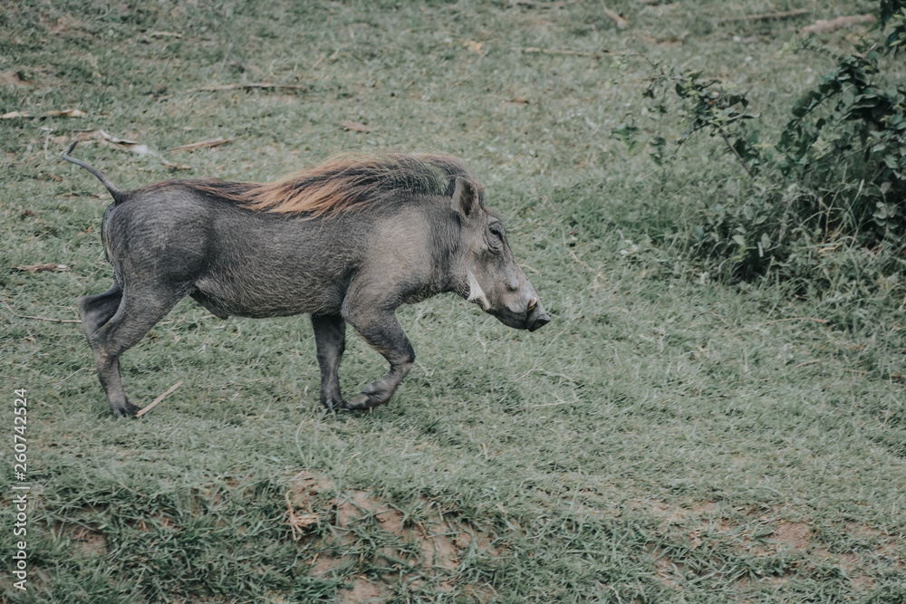 Portrait Warthog in Safari in African Portrait Warthog in Safari in African
