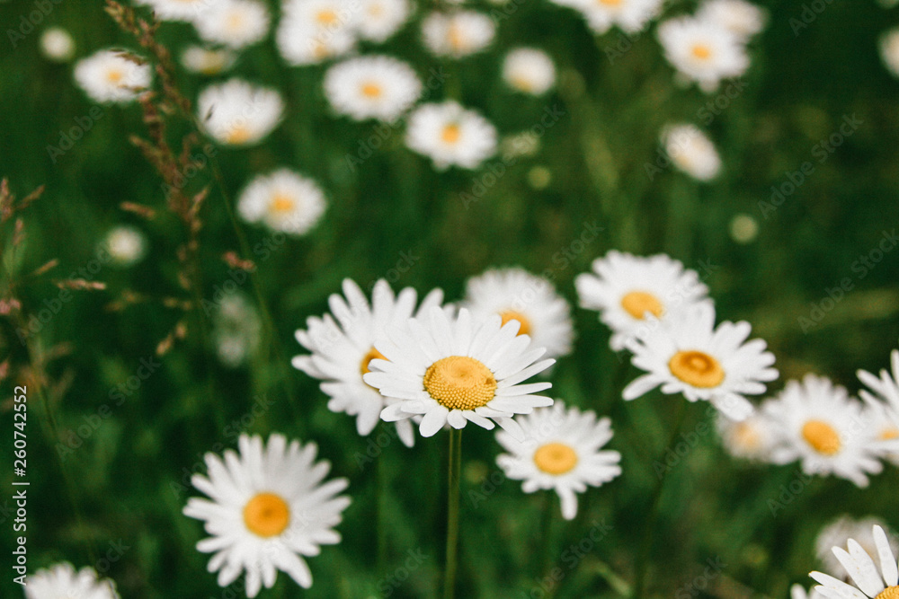 Daisy flowers close up on a background of green spring field Daisy flowers close up on a background of green spring field