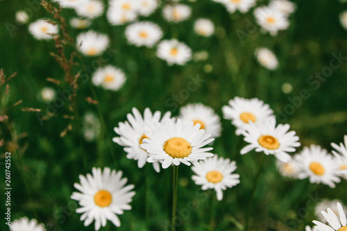 Daisy flowers close up on a background of green spring field