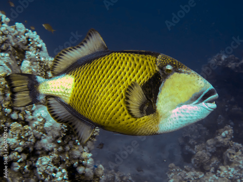 titan triggerfish ( balistoides viridescens). Taking in Red Sea, Egypt