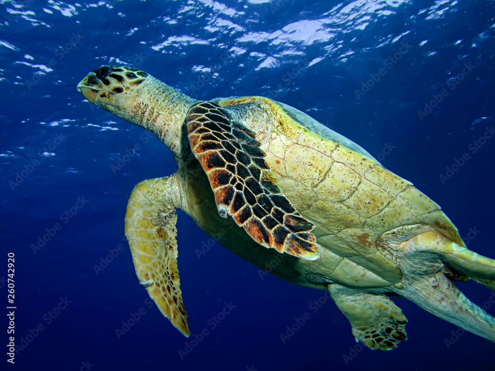 Obraz premium Hawksbill turtle (Eretmochelys imbricata)