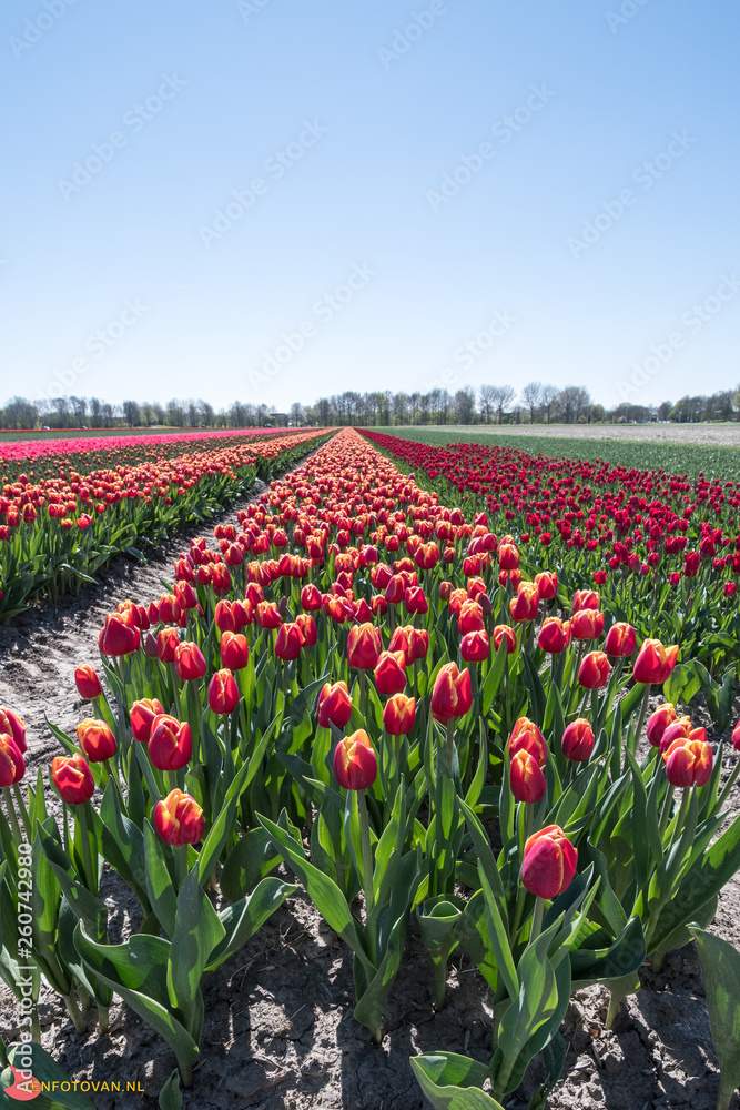 dutch tulips are growed outside just to be ready for the easter harvest dutch tulips are growed outside just to be ready for the easter harvest