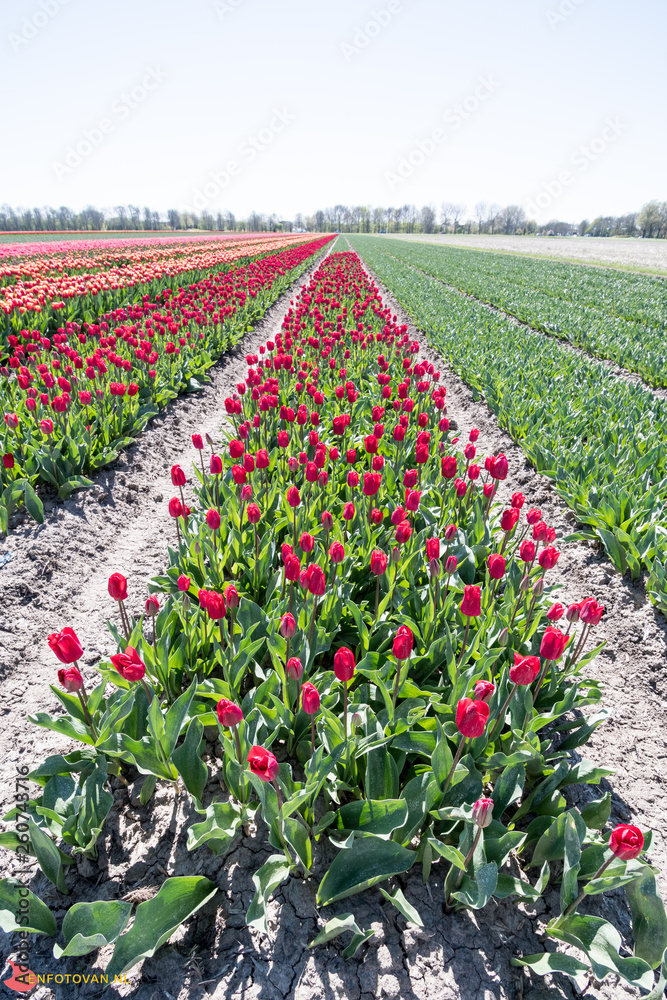 dutch tulips are growed outside just to be ready for the easter harvest