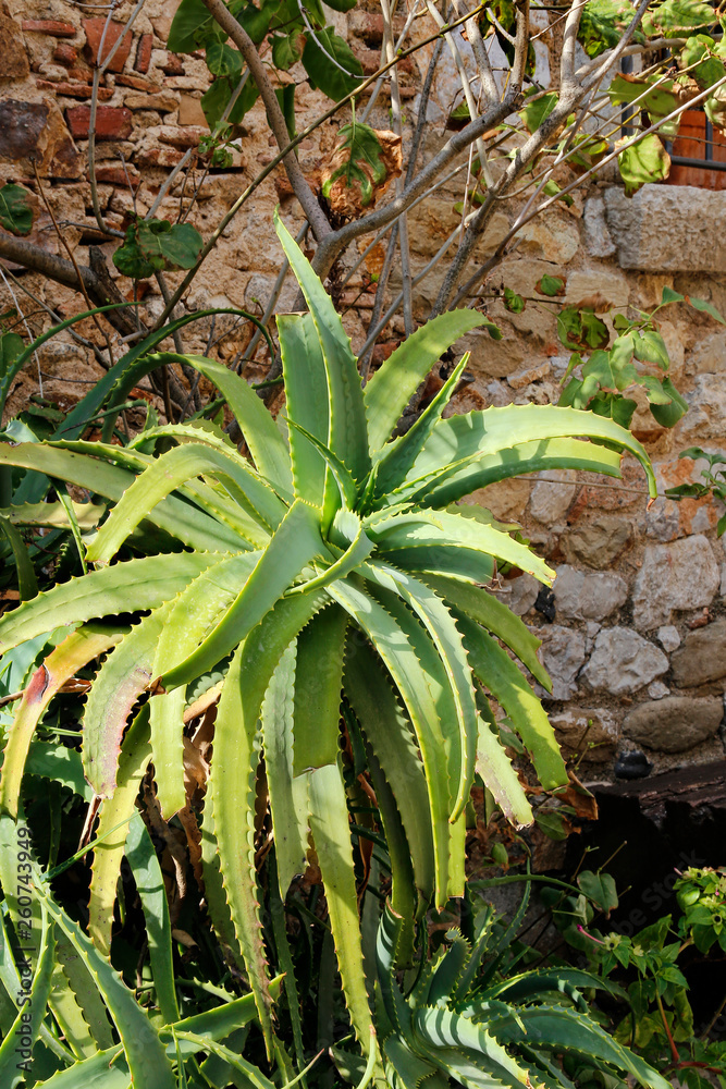 Bush of aloe vera growing outdoors near the stone wall Bush of aloe vera growing outdoors near the stone wall