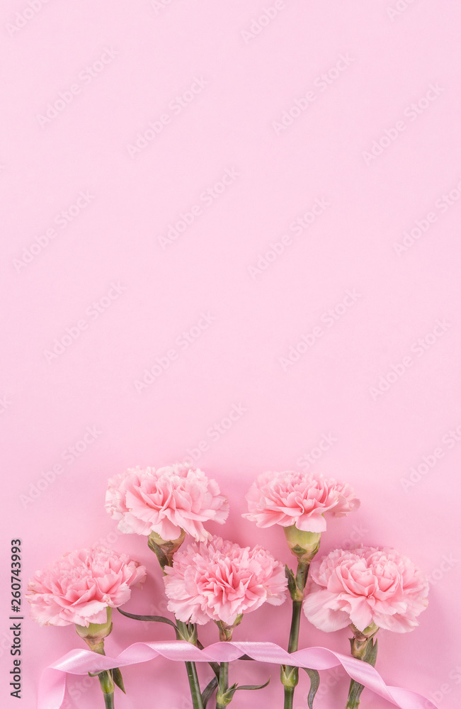 Beautiful fresh blooming baby pink color tender carnations isolated on bright pink background, mothers day thanks design concept,top view,flat lay,copy space,close up,mock up