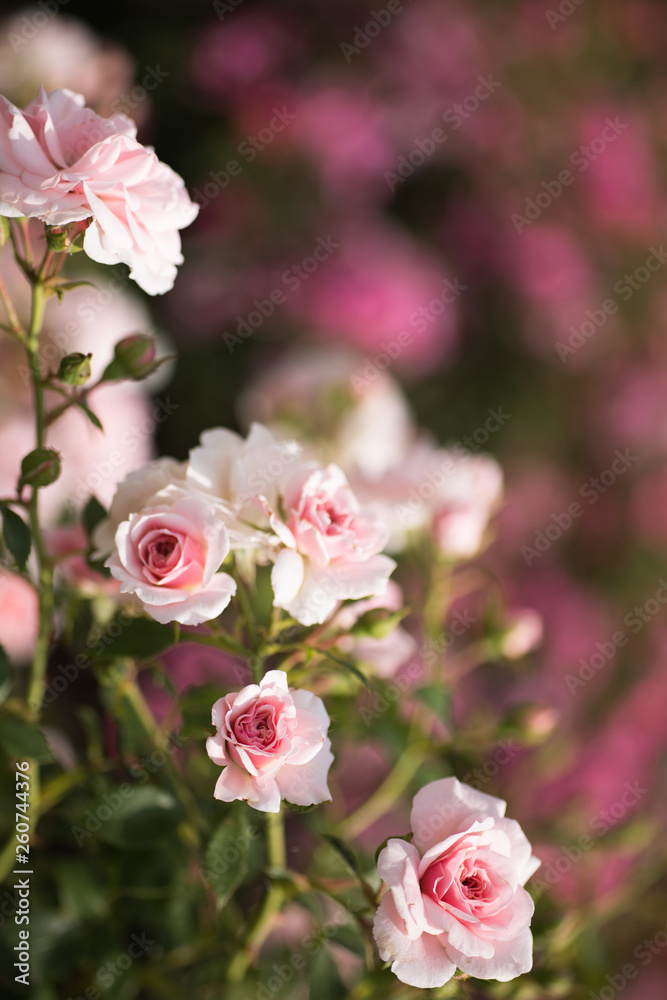 Dekorative Rosenblüten