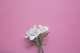 white alstroemeria on a pink background