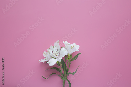 white alstroemeria on a pink background